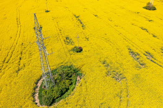 Aerial view of high voltage power lines and metal pylons standing in a vibrant yellow rapeseed field Ploiesti Prahova Romania. Aerial view of high voltage power lines and metal pylons standing in a vibrant yellow rapeseed field Ploiesti Prahova Romania.