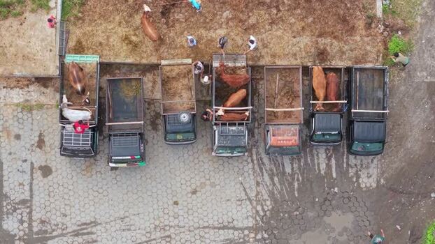 Aerial view of Animal Market Prambanan with cattle Indonesia. Aerial view of Animal Market Prambanan with cattle Indonesia.