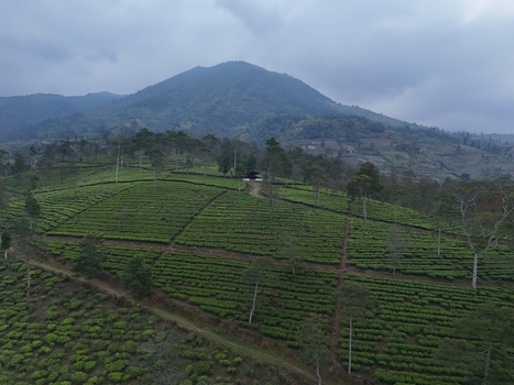 Aerial view of Kebun Teh Panama featuring lush green tea terraces on rolling hills with a mountain backdrop under an overcast sky in Kecamatan Garung Jawa Tengah Indonesia. Aerial view of Kebun Teh Panama featuring lush green tea terraces on rolling hills with a mountain backdrop under an overcast sky in Kecamatan Garung Jawa Tengah Indonesia.