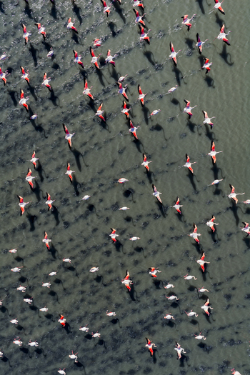 Aerial view of a flock of flamingos wading and feeding in the tranquil waters of Las Salinas Regional Park San Pedro del Pinatar Region of Murcia Spain. Aerial view of a flock of flamingos wading and feeding in the tranquil waters of Las Salinas Regional Park San Pedro del Pinatar Region of Murcia Spain.