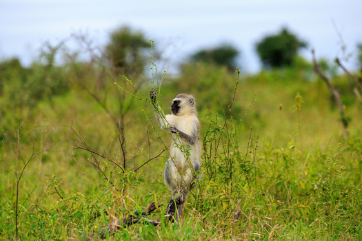 View of a vervet monkey standing among green bushes and tall grass in the savanna of Kruger National Park in Skukuza Mpumalanga South Africa. View of a vervet monkey standing among green bushes and tall grass in the savanna of Kruger National Park in Skukuza Mpumalanga South Africa.