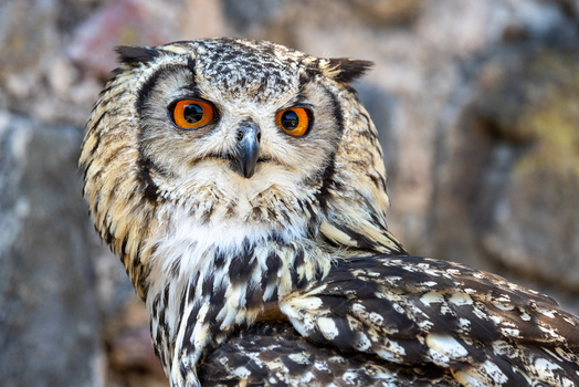 View of a majestic Eurasian eagle owl with striking orange eyes and detailed plumage against a blurred stone background in Selestat Grand Est France.