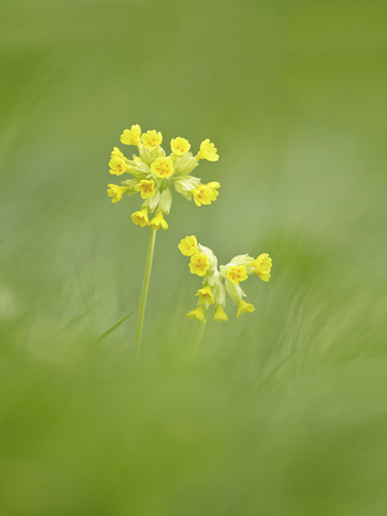 View of Cowslip flowers blooming in a lush green meadow in the United Kingdom. View of Cowslip flowers blooming in a lush green meadow in the United Kingdom.