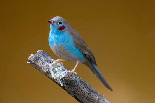 View of a red cheeked cordon bleu bird with vibrant blue plumage and a red cheek patch perched on a branch against a warm background in Mulhouse Grand Est France.
