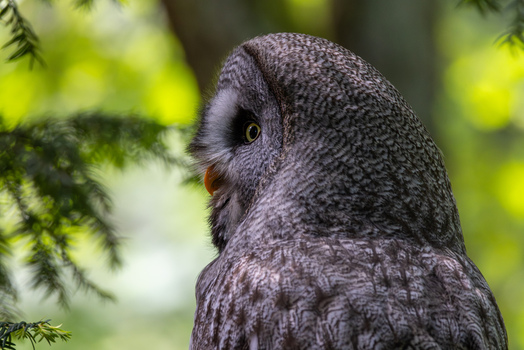 View of a Great Grey Owl profile with grey feathers and a yellow eye perched among green pine branches in Selestat Grand Est France.