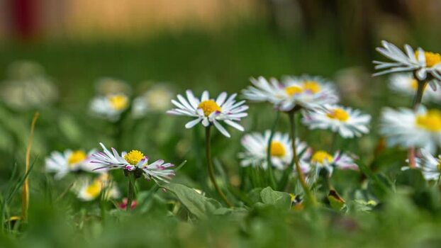 View of daisies blooming in a green field in Latvia.