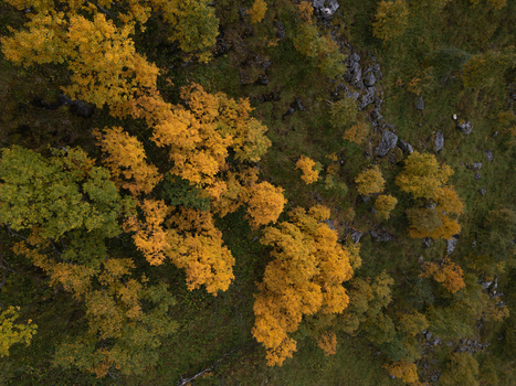 Aerial view of vibrant autumn trees with yellow and orange foliage scattered across a rocky forest floor in Leknes Nordland Norway. Aerial view of vibrant autumn trees with yellow and orange foliage scattered across a rocky forest floor in Leknes Nordland Norway.
