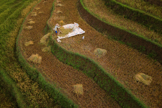 Aerial view of a farmer harvesting rice in the terraced fields of Ngendrosari Kajoran Central Java Indonesia. Aerial view of a farmer harvesting rice in the terraced fields of Ngendrosari Kajoran Central Java Indonesia.
