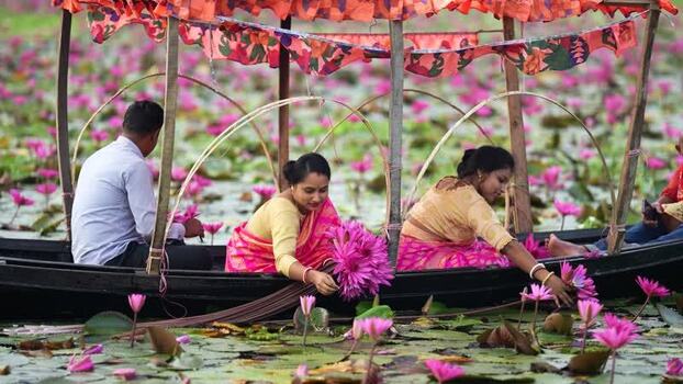 View of people picking water lilies from a boat in Bangladesh. View of people picking water lilies from a boat in Bangladesh.