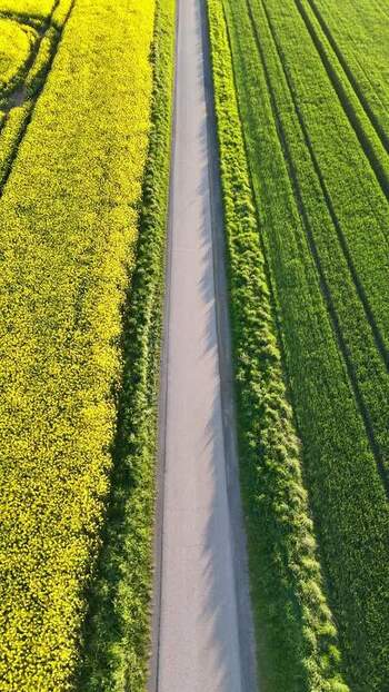 Aerial view of a road between rapeseed and green fields Germany.