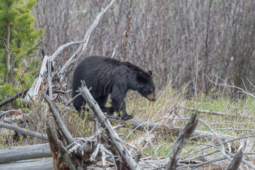 View of a black bear walking through a forest with fallen logs and brush in Yellowstone National Park United States. View of a black bear walking through a forest with fallen logs and brush in Yellowstone National Park United States.
