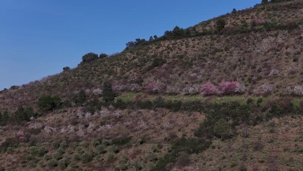 Aerial view of trees on hillside Portugal.
