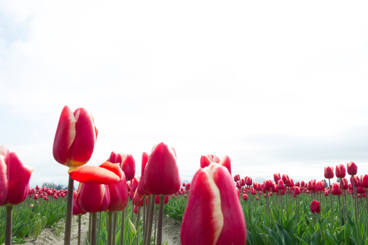 View of vibrant red tulips blooming in a vast field under a bright sky in La Conner Washington United States.