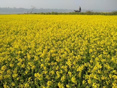Kushtia Bangladesh 13 January 2020 View of a vibrant mustard field in full bloom under a clear sky with a person walking in the distance. Kushtia Bangladesh 13 January 2020 View of a vibrant mustard field in full bloom under a clear sky with a person walking in the distance.
