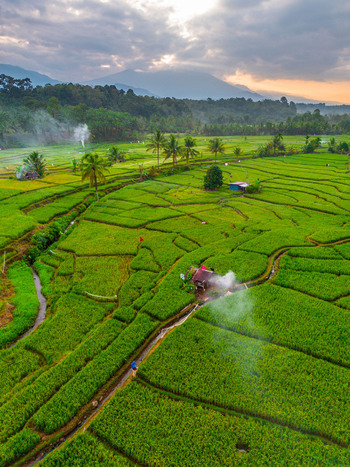 Aerial view of Taba Tembilang rice terraces with lush green paddies palm trees a small hut and distant mountains in Arga Makmur Bengkulu Indonesia. Aerial view of Taba Tembilang rice terraces with lush green paddies palm trees a small hut and distant mountains in Arga Makmur Bengkulu Indonesia.