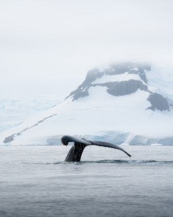 View of a humpback whale fluke diving into the cold ocean waters with snow capped mountains and glaciers in Antarctica.
