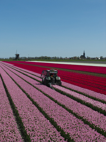 Aerial view of a tractor working in vibrant rows of pink and red tulips with a traditional windmill and church spire in the distance in the Netherlands. Aerial view of a tractor working in vibrant rows of pink and red tulips with a traditional windmill and church spire in the distance in the Netherlands.