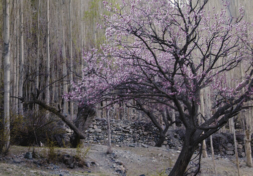 View of a blooming apricot tree with pink blossoms in front of tall poplar trees and a stone wall Gilgit Baltistan Pakistan.