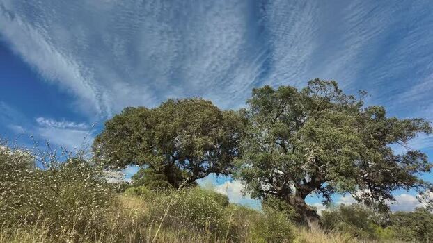 View of cork oak trees under a wispy blue sky Portugal.