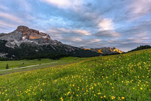 View of yellow wildflowers blooming in the alpine meadow of Prato Piazza with the Croda Rossa mountain peak under a cloudy sky at sunset in Dobbiaco Trentino Alto Adige Italy. View of yellow wildflowers blooming in the alpine meadow of Prato Piazza with the Croda Rossa mountain peak under a cloudy sky at sunset in Dobbiaco Trentino Alto Adige Italy.