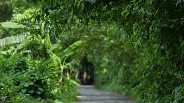 View of a lush green pathway through dense tropical trees Bangladesh.