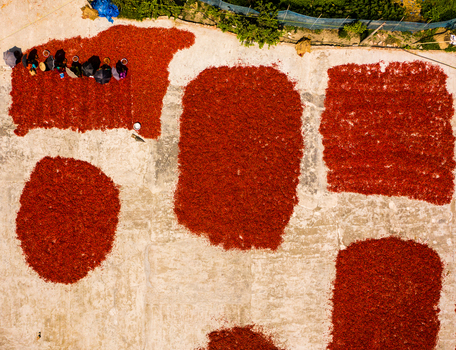 Bogura Rajshahi Division Bangladesh 06 March 2022 Aerial view of red chilies drying on a concrete surface with workers gathering the harvest under bright sunlight.