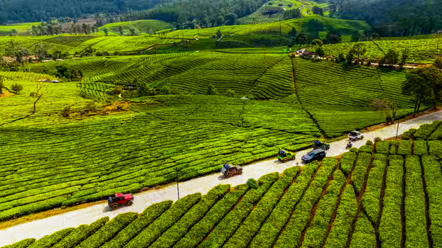 Aerial view of Kebun Teh Riung Gunung with off road vehicles driving along a dirt path through lush green tea plantations in Kecamatan Pangalengan Jawa Barat Indonesia.