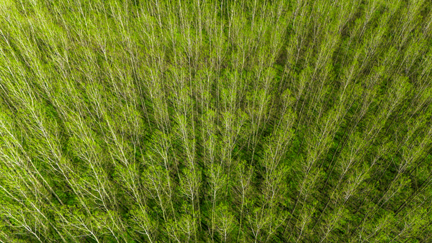 Aerial view of a dense forest lush with vibrant green foliage and slender white tree trunks stretching upwards Kovilj Vojvodina Serbia. Aerial view of a dense forest lush with vibrant green foliage and slender white tree trunks stretching upwards Kovilj Vojvodina Serbia.