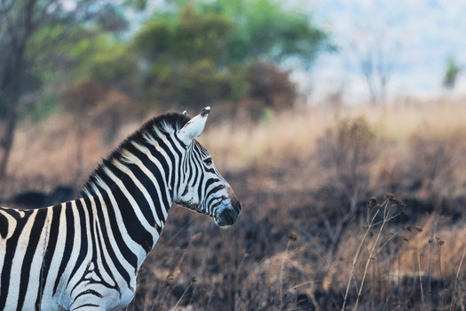 View of a zebra standing in the dry savanna of Welgevonden Game Reserve with burnt grass and distant trees in Waterberg District Municipality Limpopo South Africa. View of a zebra standing in the dry savanna of Welgevonden Game Reserve with burnt grass and distant trees in Waterberg District Municipality Limpopo South Africa.