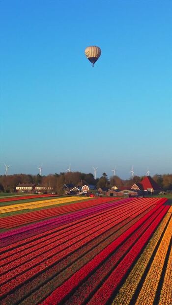 Aerial view of a hot air balloon over tulip fields Netherlands. Aerial view of a hot air balloon over tulip fields Netherlands.
