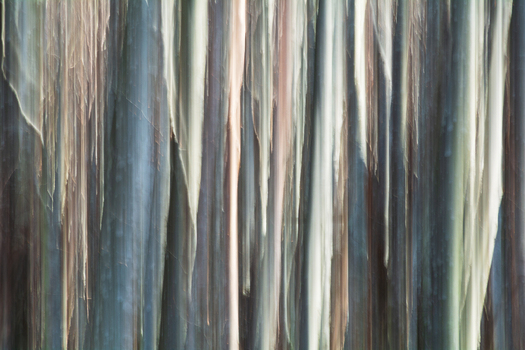 View of blurred trees creating an abstract textured tapestry of vertical lines and muted colors in the forest near Passo del Lagastrello Comano Tuscany Italy. View of blurred trees creating an abstract textured tapestry of vertical lines and muted colors in the forest near Passo del Lagastrello Comano Tuscany Italy.
