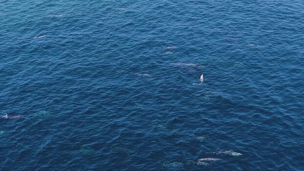 Aerial view of a pod of dolphins in the blue ocean Maldives. Aerial view of a pod of dolphins in the blue ocean Maldives.