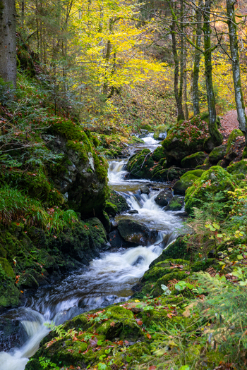View of a stream flowing over mossy rocks in the Ravennaschlucht gorge during autumn with yellow leaves in Breitnau Baden Wurttemberg Germany. View of a stream flowing over mossy rocks in the Ravennaschlucht gorge during autumn with yellow leaves in Breitnau Baden Wurttemberg Germany.