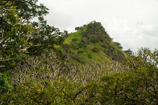 View of the lush green hillside of Dambulu Rock Inscription surrounded by dense tropical vegetation under an overcast sky Dambulla Central Province Sri Lanka.