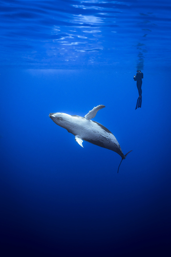View of a humpback whale swimming in deep blue water with a diver nearby in Moorea Maiao Windward Islands French Polynesia.