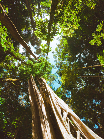 View of a large tree trunk reaching towards the dense canopy of a tropical rainforest with sunlight filtering through the lush green leaves in Costa Rica.