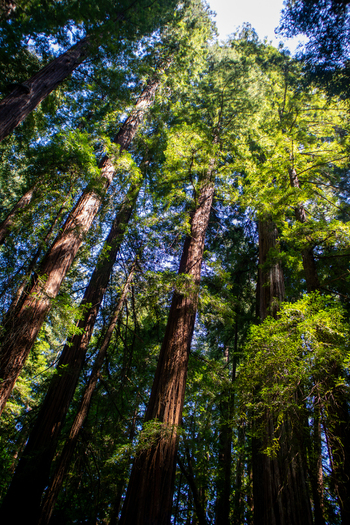 View of towering redwood trees reaching towards the sky with sunlight filtering through the dense green canopy in a lush forest Humboldt County California United States.