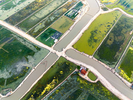 Aerial view of shrimp farms and water channels separated by dirt embankments under soft daylight in Gabura Union Khulna Division Bangladesh. Aerial view of shrimp farms and water channels separated by dirt embankments under soft daylight in Gabura Union Khulna Division Bangladesh.