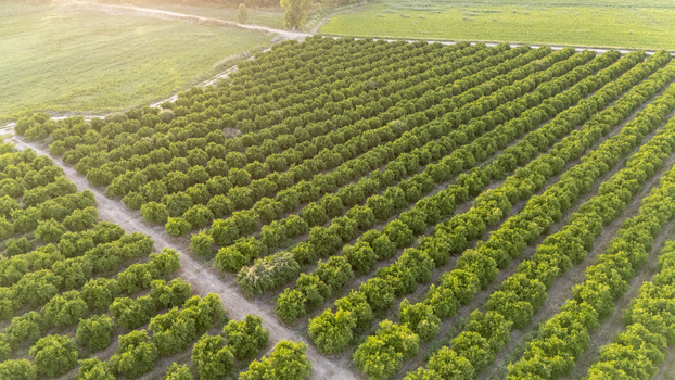 Aerial view of neat rows of lush green citrus trees in an orchard during golden hour with dirt paths and surrounding fields Coria del Rio Andalusia Spain. Aerial view of neat rows of lush green citrus trees in an orchard during golden hour with dirt paths and surrounding fields Coria del Rio Andalusia Spain.
