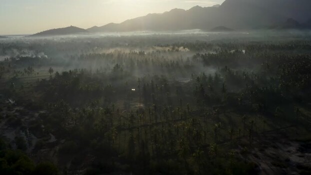 Aerial view of misty palm forest and mountains in Sumberkima Indonesia. Aerial view of misty palm forest and mountains in Sumberkima Indonesia.