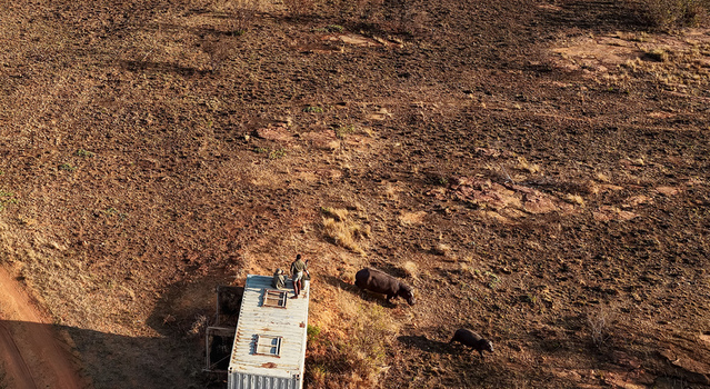 Aerial view of a hippopotamus mother and calf being released from a transport crate into a dry wilderness habitat with a wildlife worker in Vaalwater Limpopo South Africa.