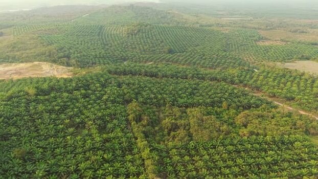 Aerial view of oil palm plantation in Anggana Indonesia. Aerial view of oil palm plantation in Anggana Indonesia.