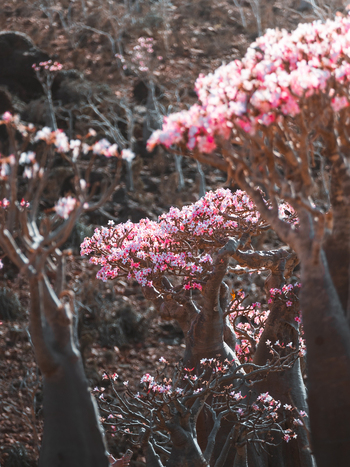View of blooming Desert Rose trees with pink flowers on rocky terrain in Socotra Yemen. View of blooming Desert Rose trees with pink flowers on rocky terrain in Socotra Yemen.