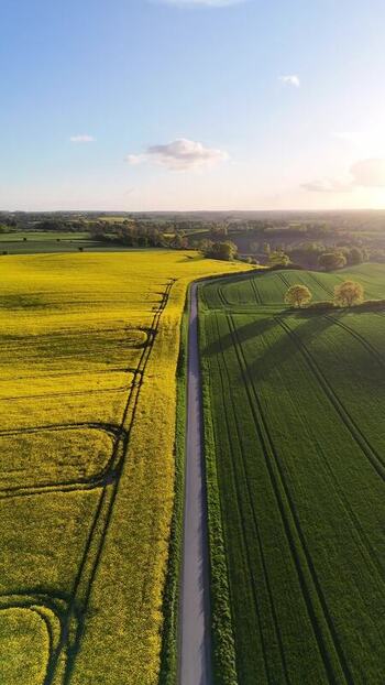 Aerial view of rapeseed fields near Langballig Germany.
