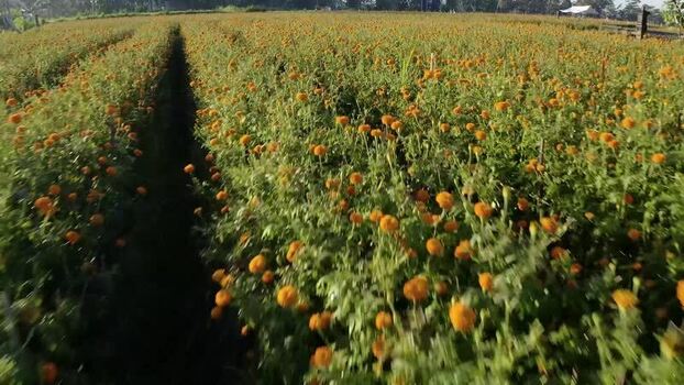 Aerial view of marigold flower fields in Kecamatan Mengwi Indonesia.