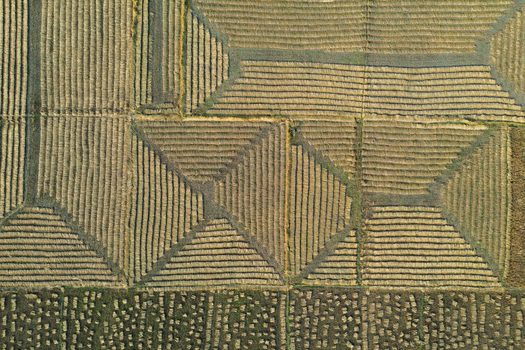 Aerial view of geometric patterns in harvested rice fields with textured rows and earthy tones in Panchagarh Rangpur Division Bangladesh. Aerial view of geometric patterns in harvested rice fields with textured rows and earthy tones in Panchagarh Rangpur Division Bangladesh.