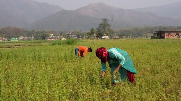 View of women working in a field with mountains in Dang Nepal. View of women working in a field with mountains in Dang Nepal.