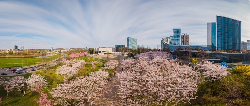Aerial view of Chiune Sugihara Sakura Park with blooming cherry blossom trees and modern city skyline along the Neris River in Vilnius Vilniaus apskritis Lithuania.