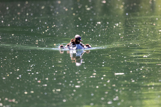 View of a female common merganser swimming on a shimmering green pond with several ducklings resting on her back in Mulhouse Grand Est France.