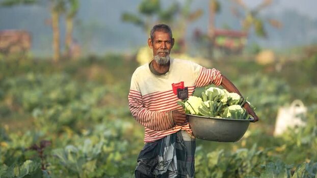View of a farmer carrying cauliflower in a field Bangladesh. View of a farmer carrying cauliflower in a field Bangladesh.